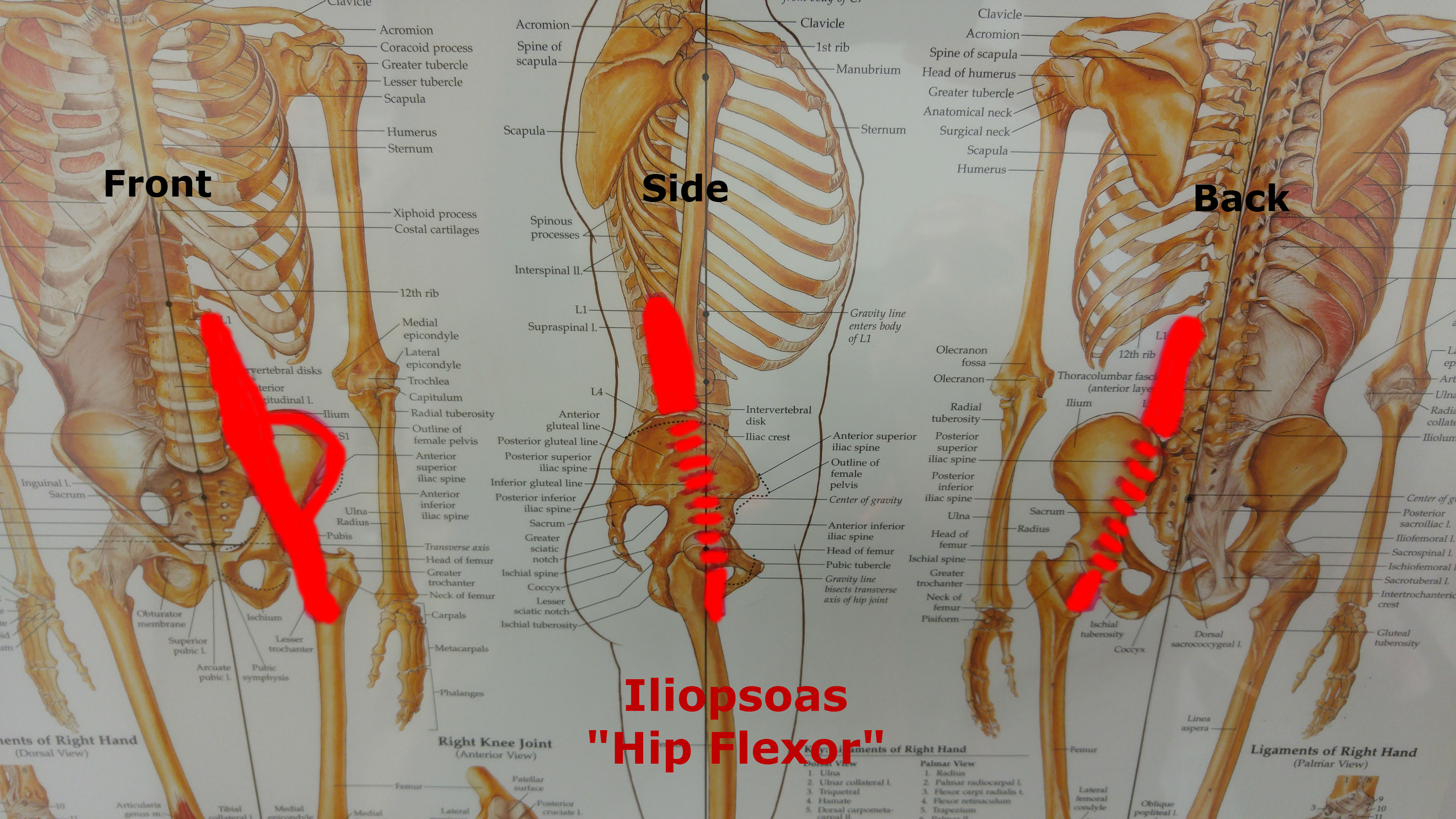 Hip Flexor Muscle or Flexors of Hip